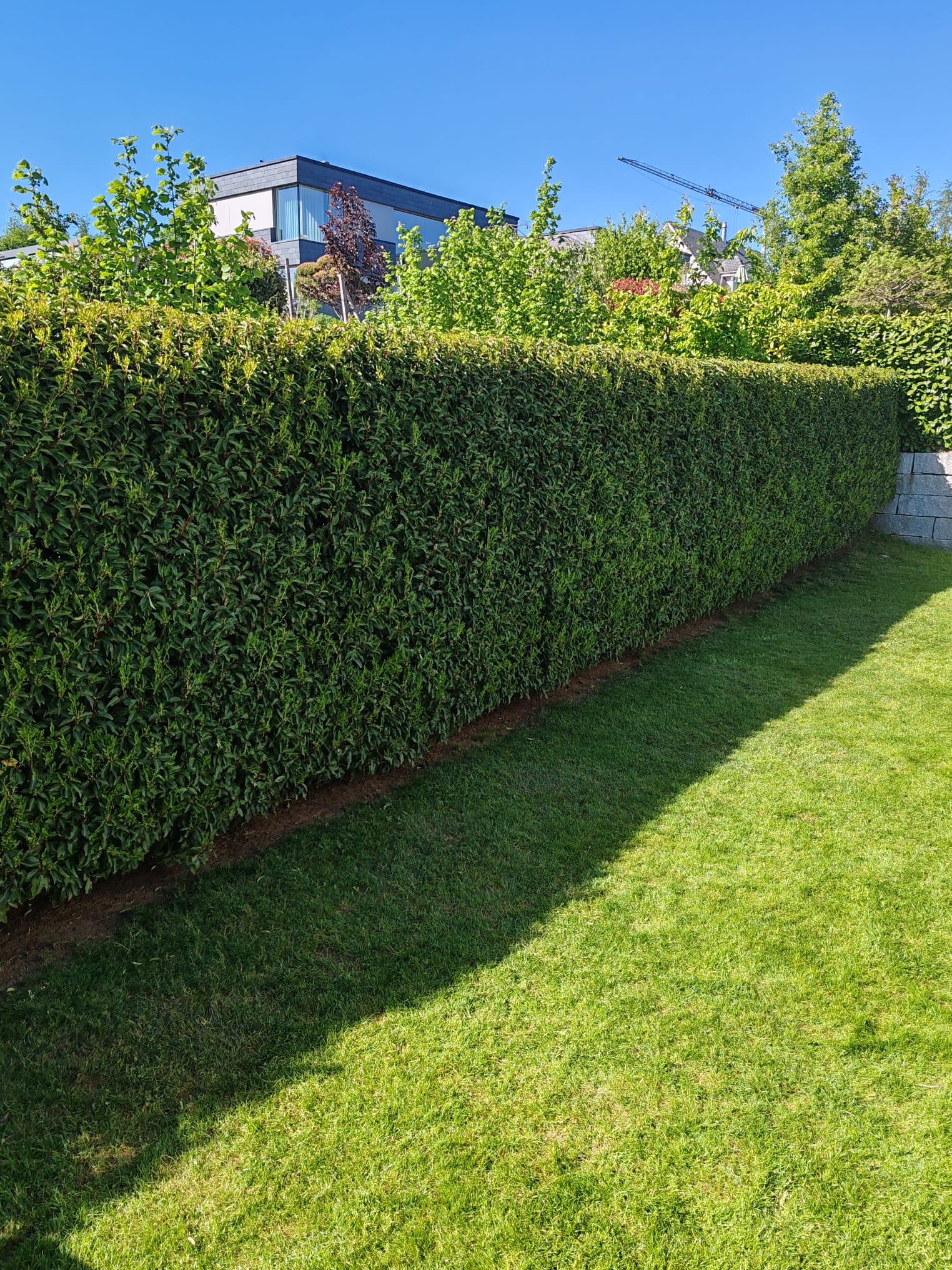 Heckenschnitt im Fricktal, lange Portugiesische Lorbeerhecke fachgerecht geschnitten